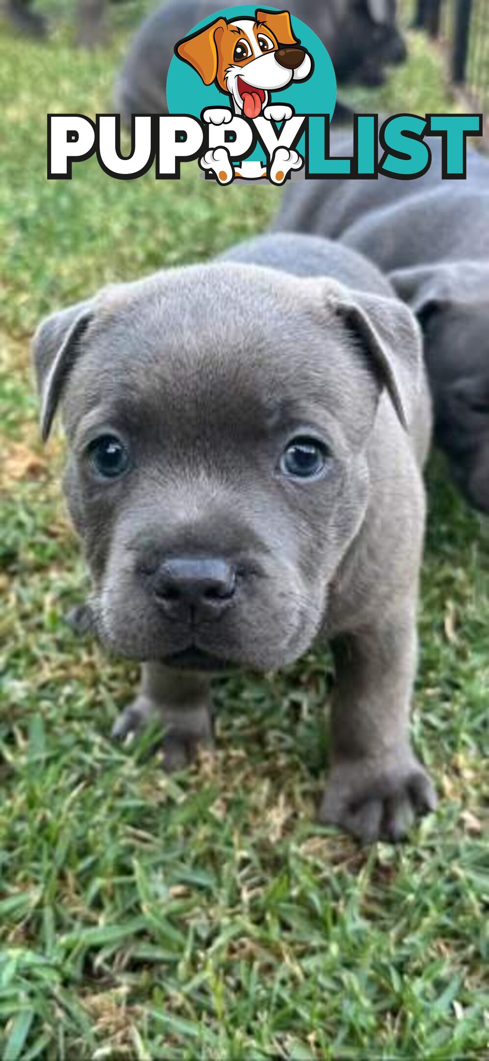 Staffordshire Bull Terrier pups Blue