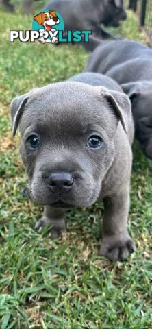 Staffordshire Bull Terrier pups Blue