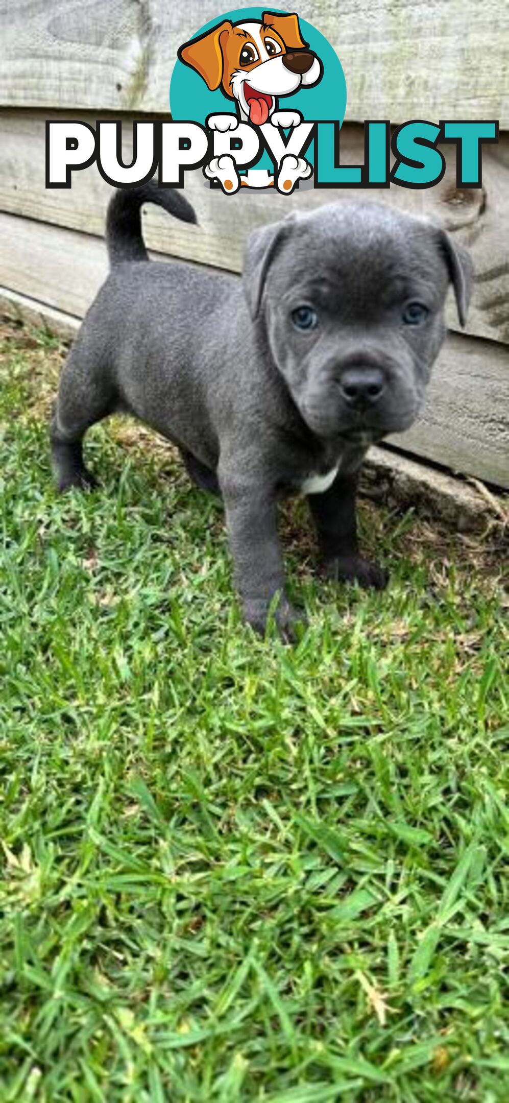 Staffordshire Bull Terrier pups Blue