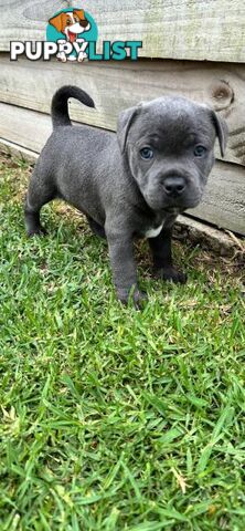 Staffordshire Bull Terrier pups Blue