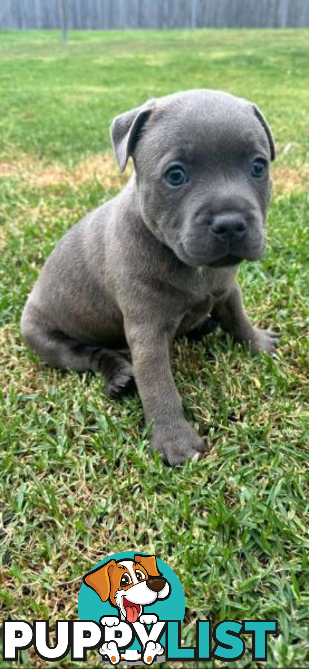 Staffordshire Bull Terrier pups Blue