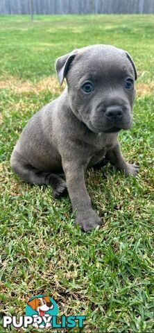 Staffordshire Bull Terrier pups Blue