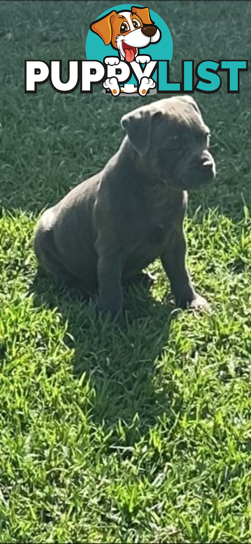 Staffordshire Bull Terrier pups Blue