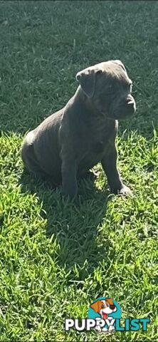 Staffordshire Bull Terrier pups Blue