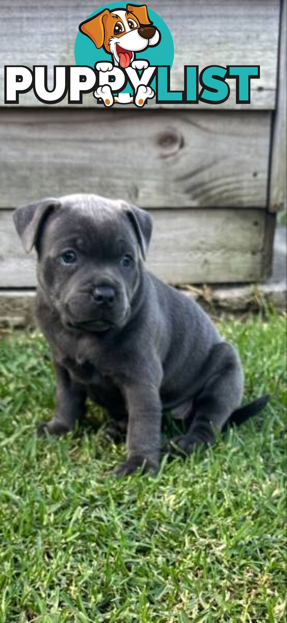 Staffordshire Bull Terrier pups Blue