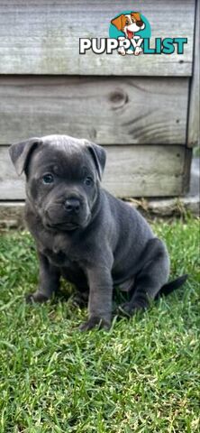 Staffordshire Bull Terrier pups Blue