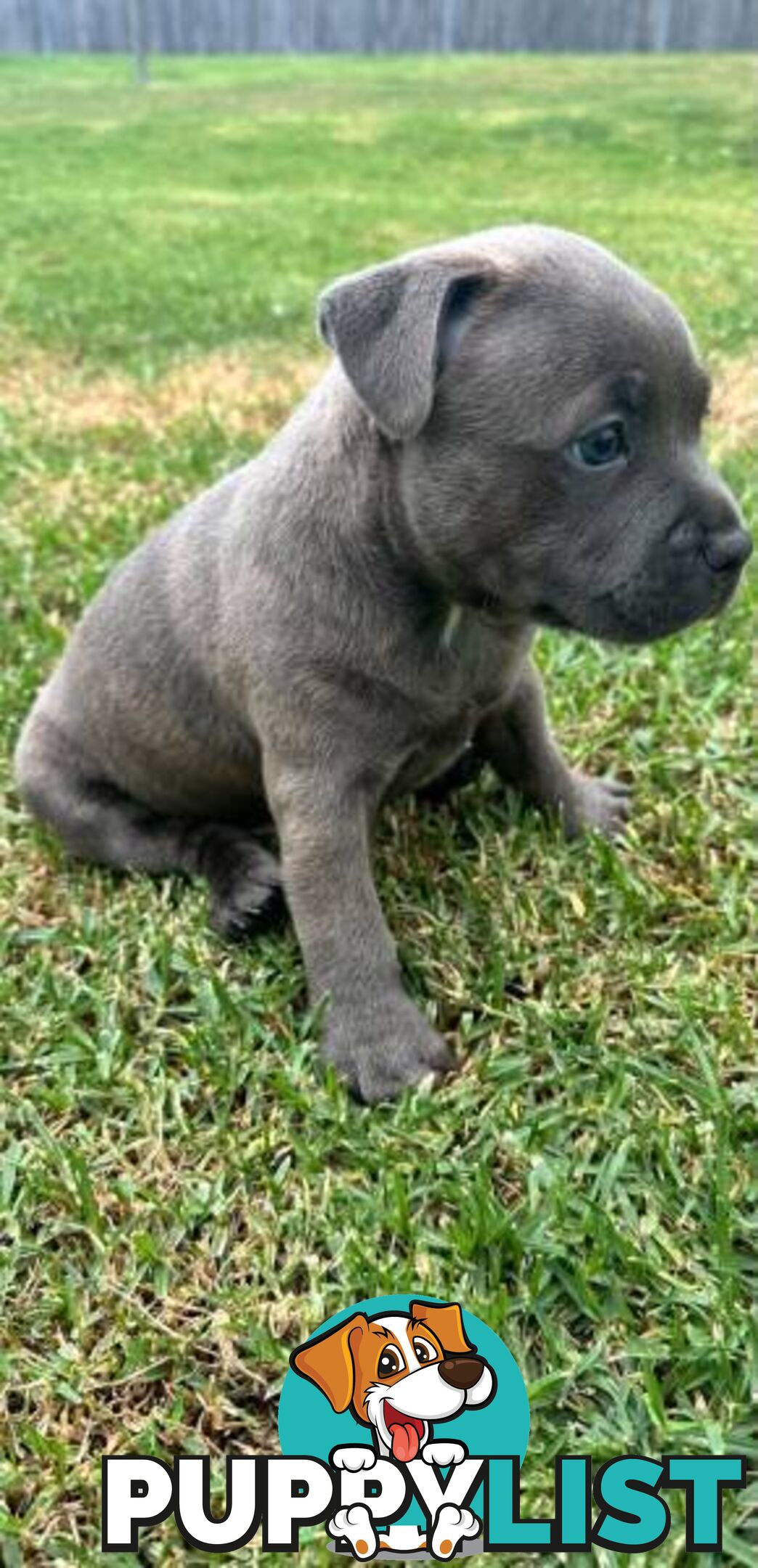 Staffordshire Bull Terrier pups Blue