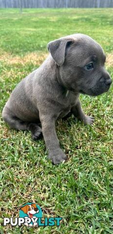 Staffordshire Bull Terrier pups Blue