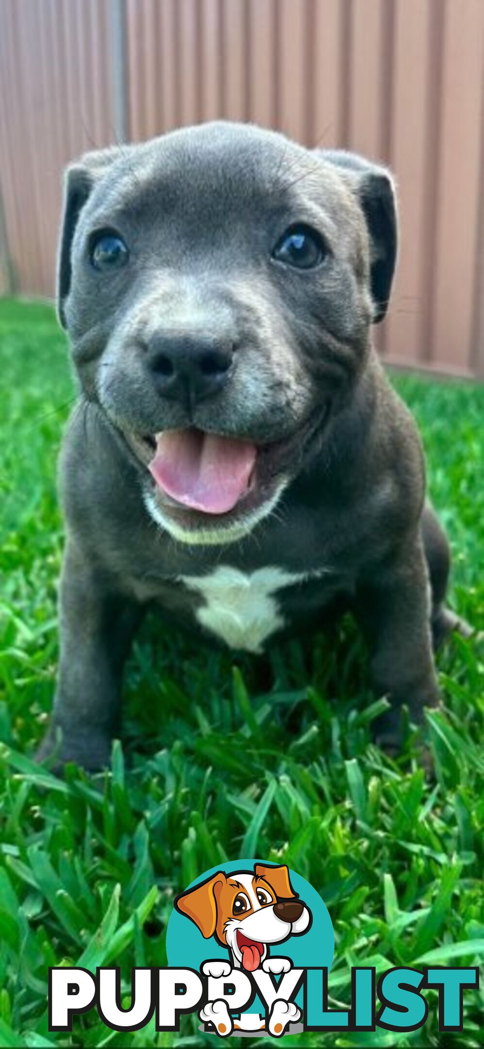 Staffordshire Bull Terrier pups Blue