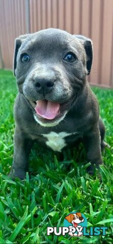 Staffordshire Bull Terrier pups Blue