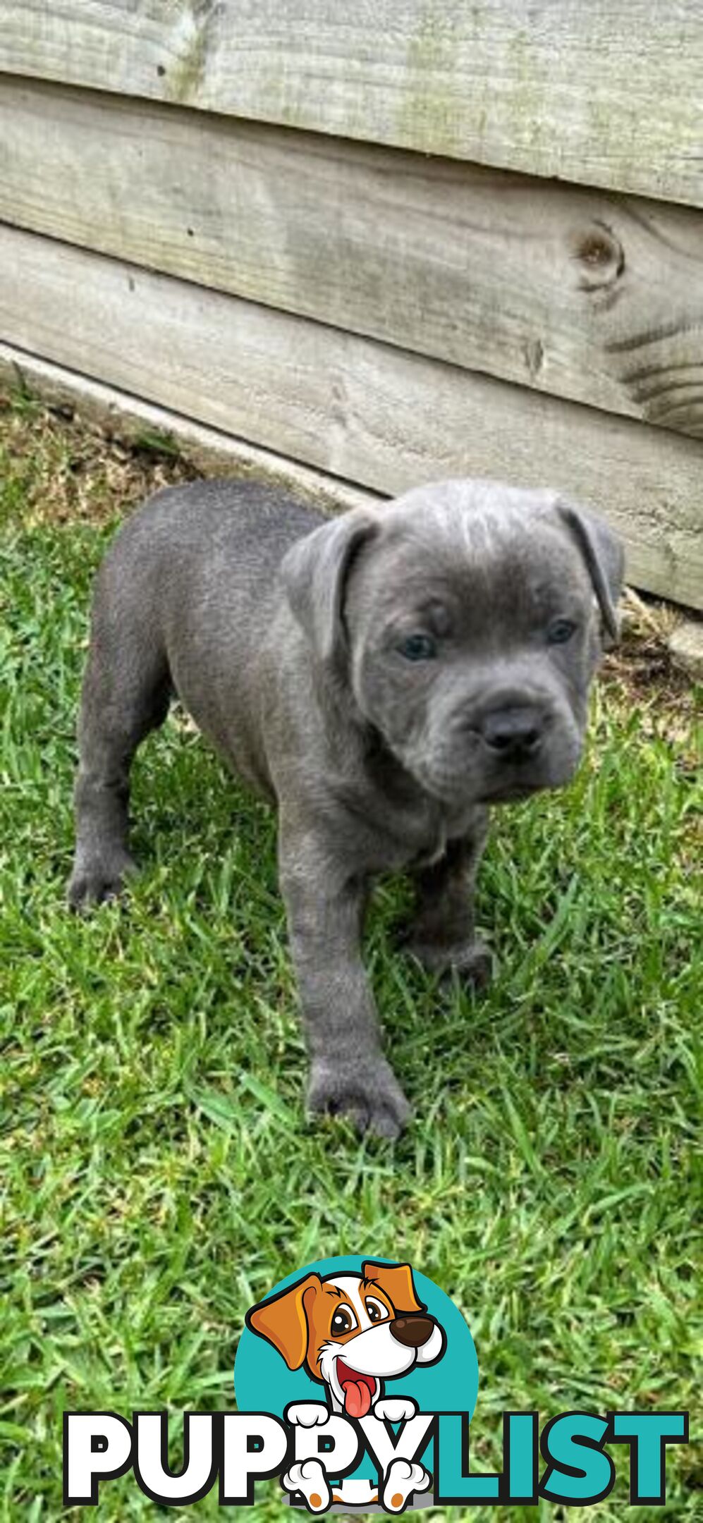 Staffordshire Bull Terrier pups Blue