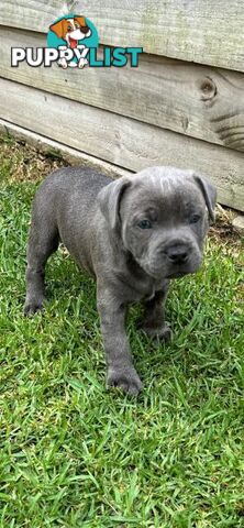 Staffordshire Bull Terrier pups Blue