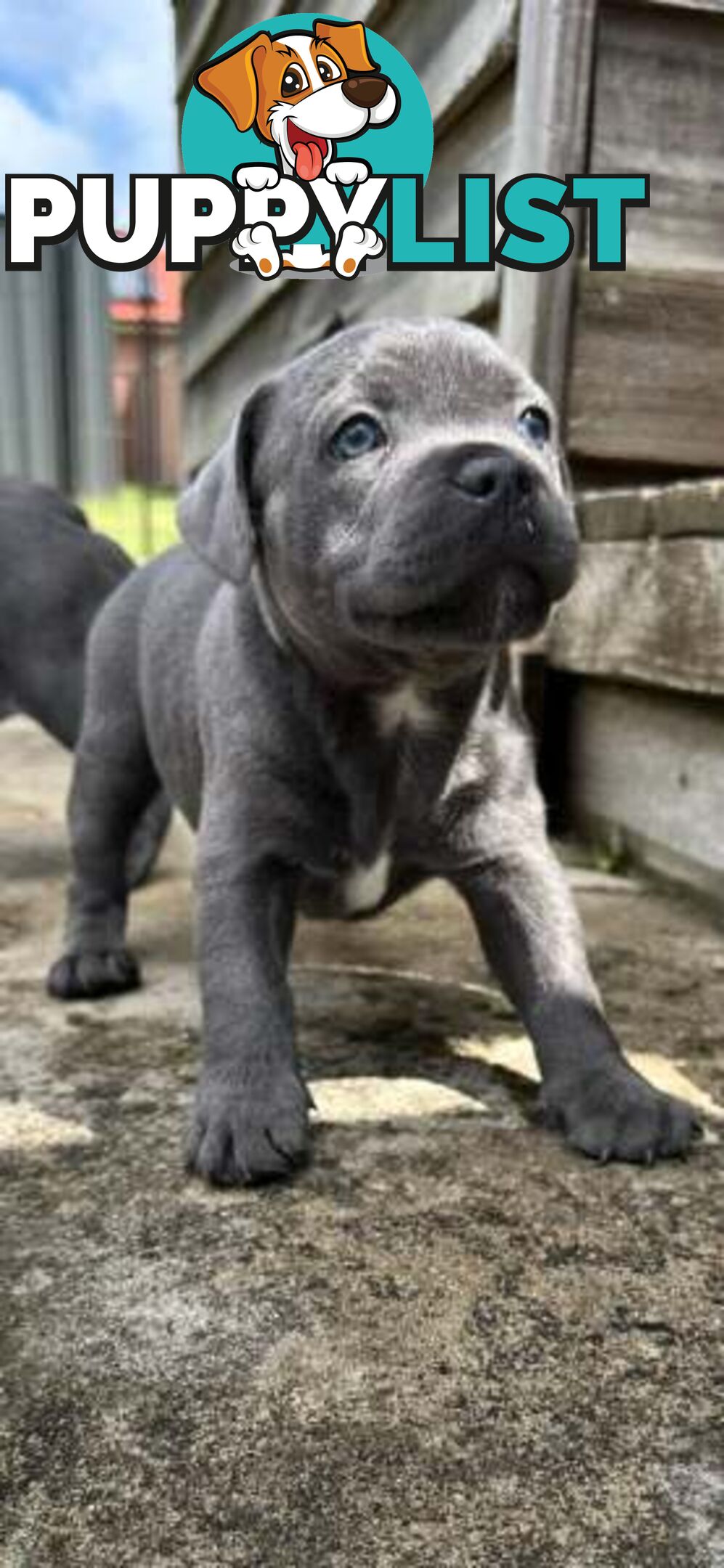 Staffordshire Bull Terrier pups Blue