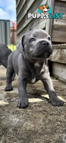 Staffordshire Bull Terrier pups Blue