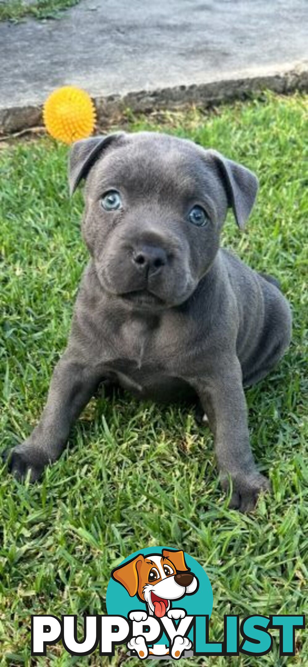 Staffordshire Bull Terrier pups Blue