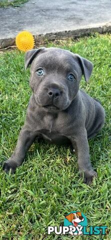 Staffordshire Bull Terrier pups Blue