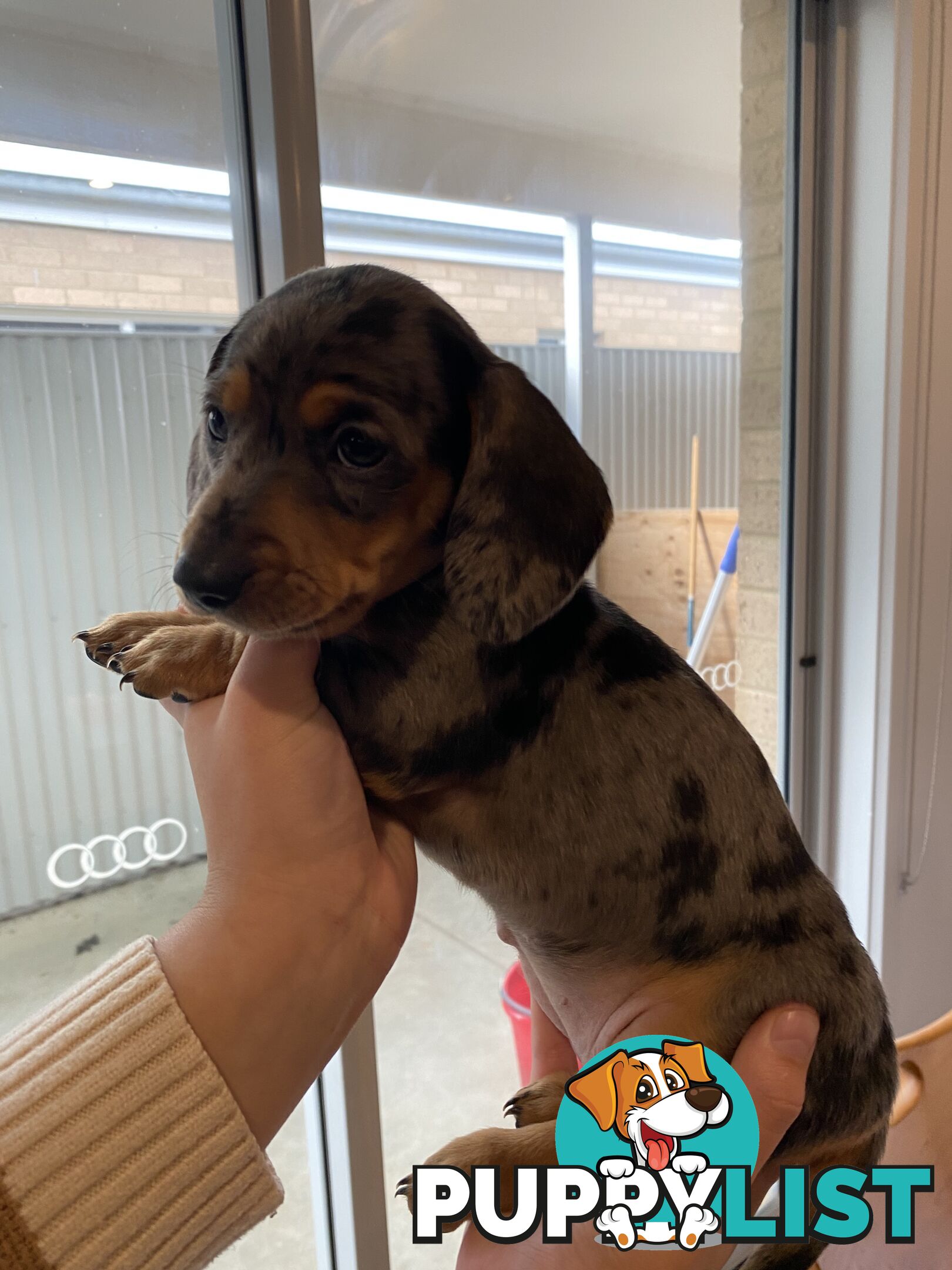 Dachshund puppies for sale awesome puppies