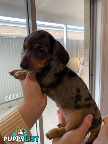Dachshund puppies for sale awesome puppies