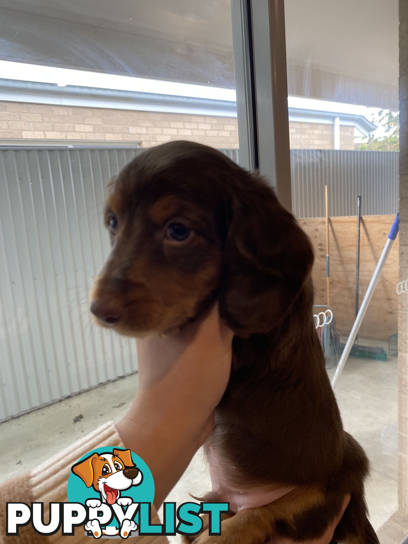Dachshund puppies for sale awesome puppies