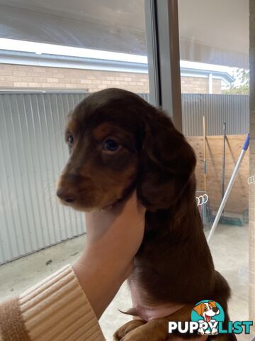 Dachshund puppies for sale awesome puppies