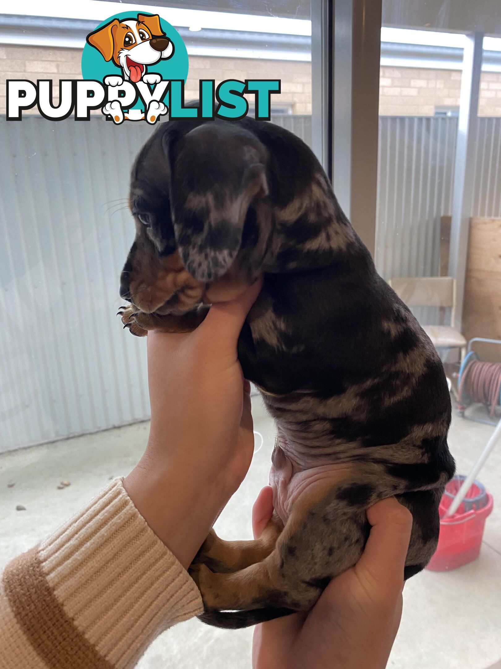 Dachshund puppies for sale awesome puppies