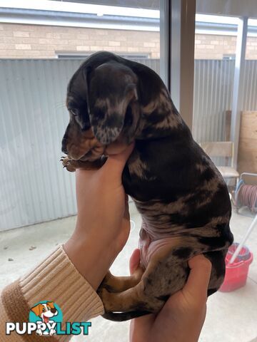 Dachshund puppies for sale awesome puppies