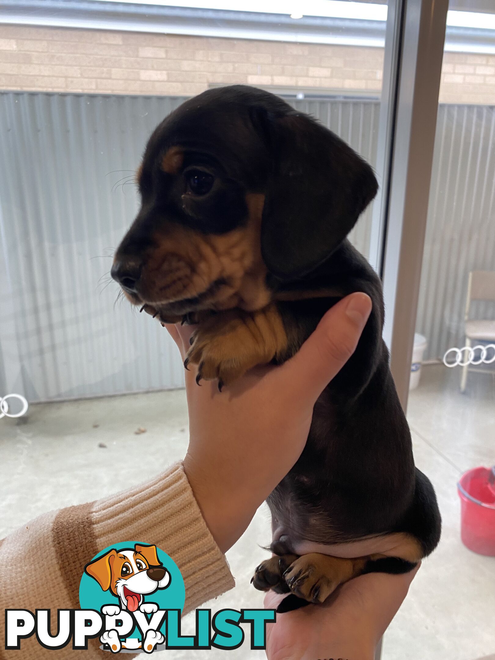 Dachshund puppies for sale awesome puppies