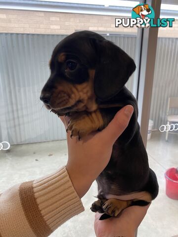 Dachshund puppies for sale awesome puppies