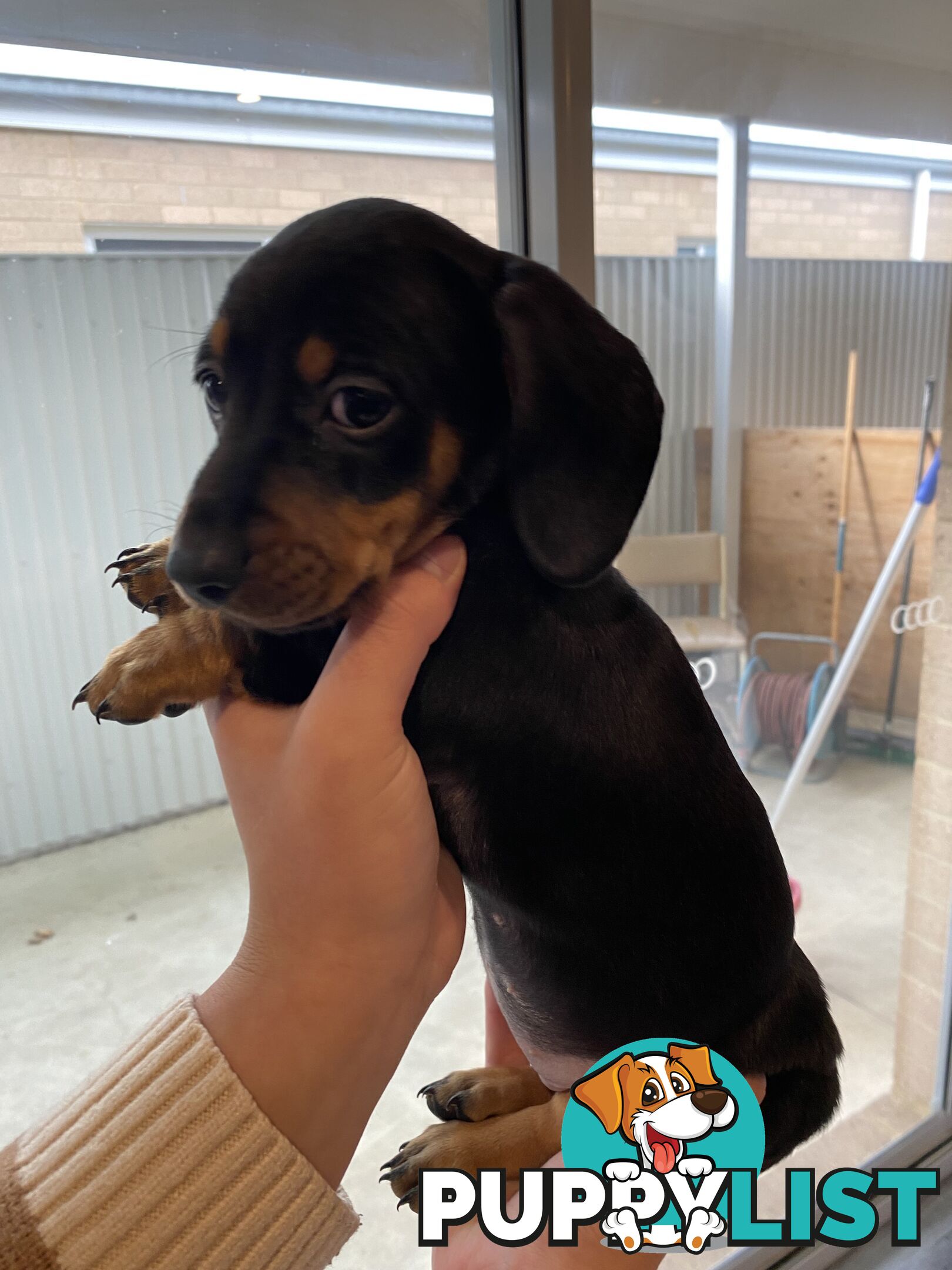 Dachshund puppies for sale awesome puppies