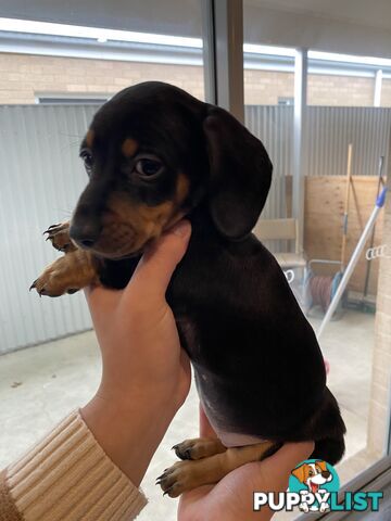 Dachshund puppies for sale awesome puppies