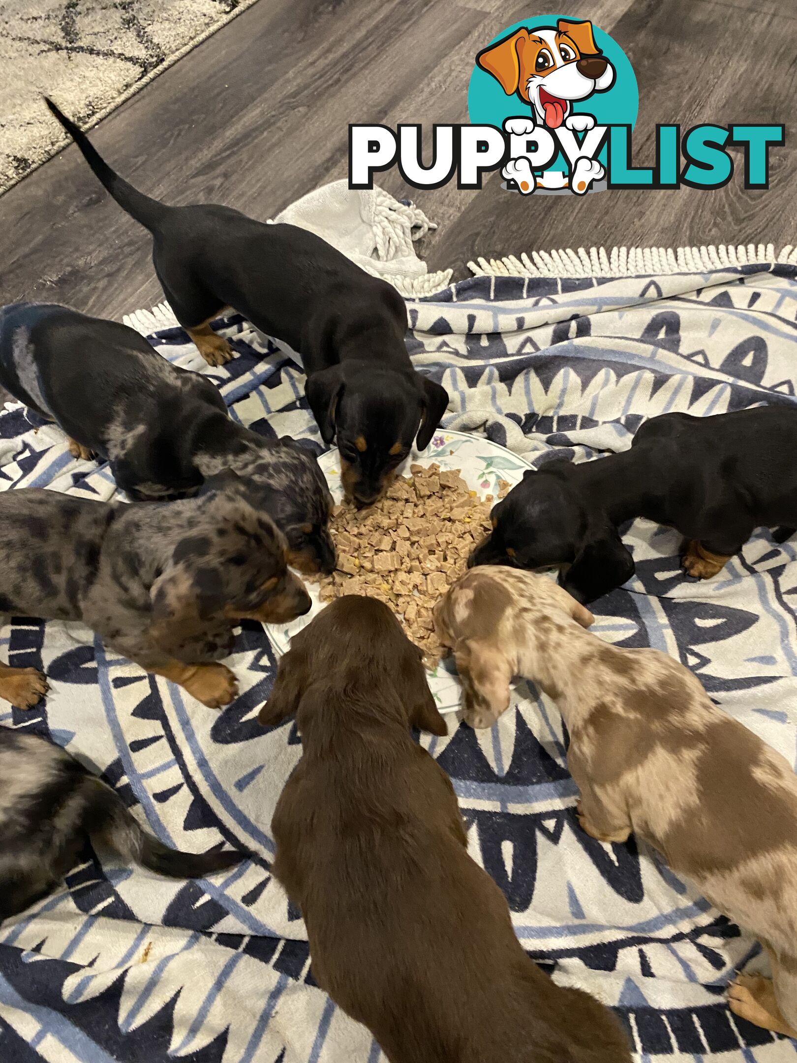 Dachshund puppies for sale awesome puppies