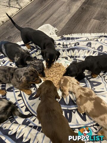 Dachshund puppies for sale awesome puppies