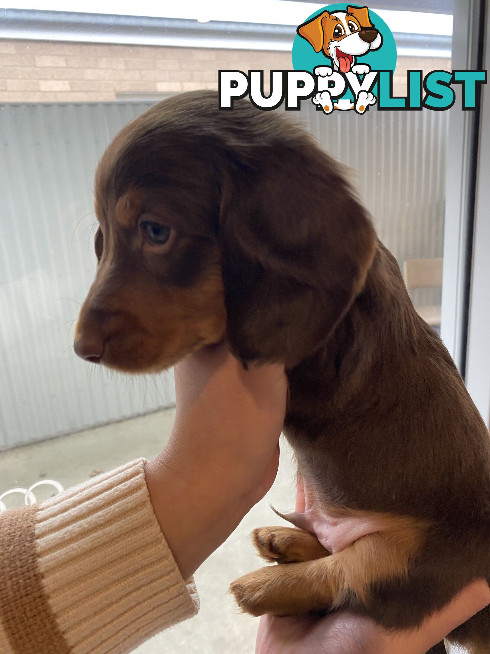 Dachshund puppies for sale awesome puppies