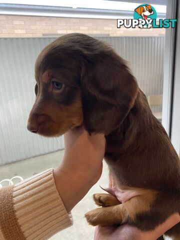 Dachshund puppies for sale awesome puppies