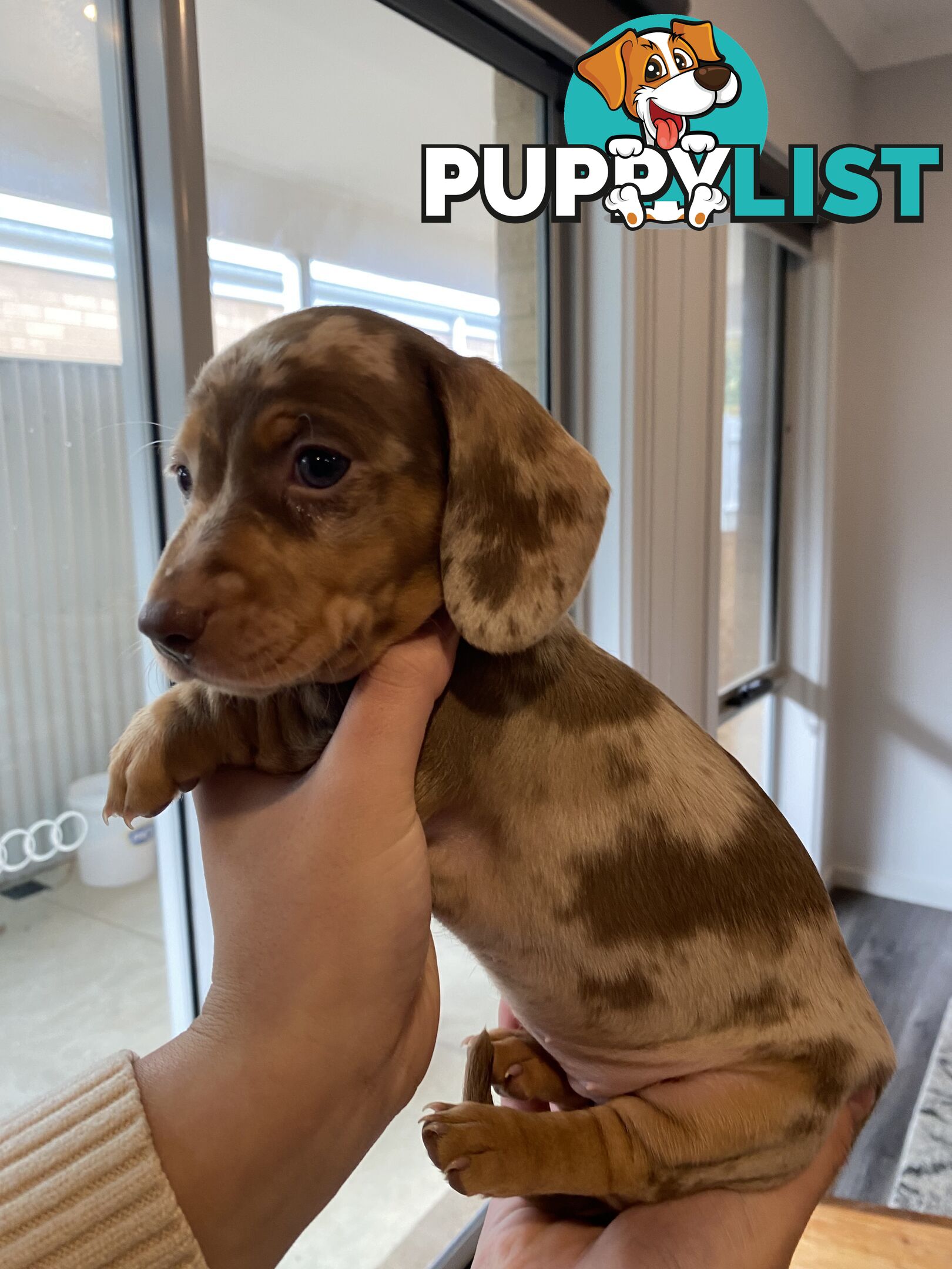 Dachshund puppies for sale awesome puppies