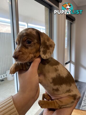Dachshund puppies for sale awesome puppies