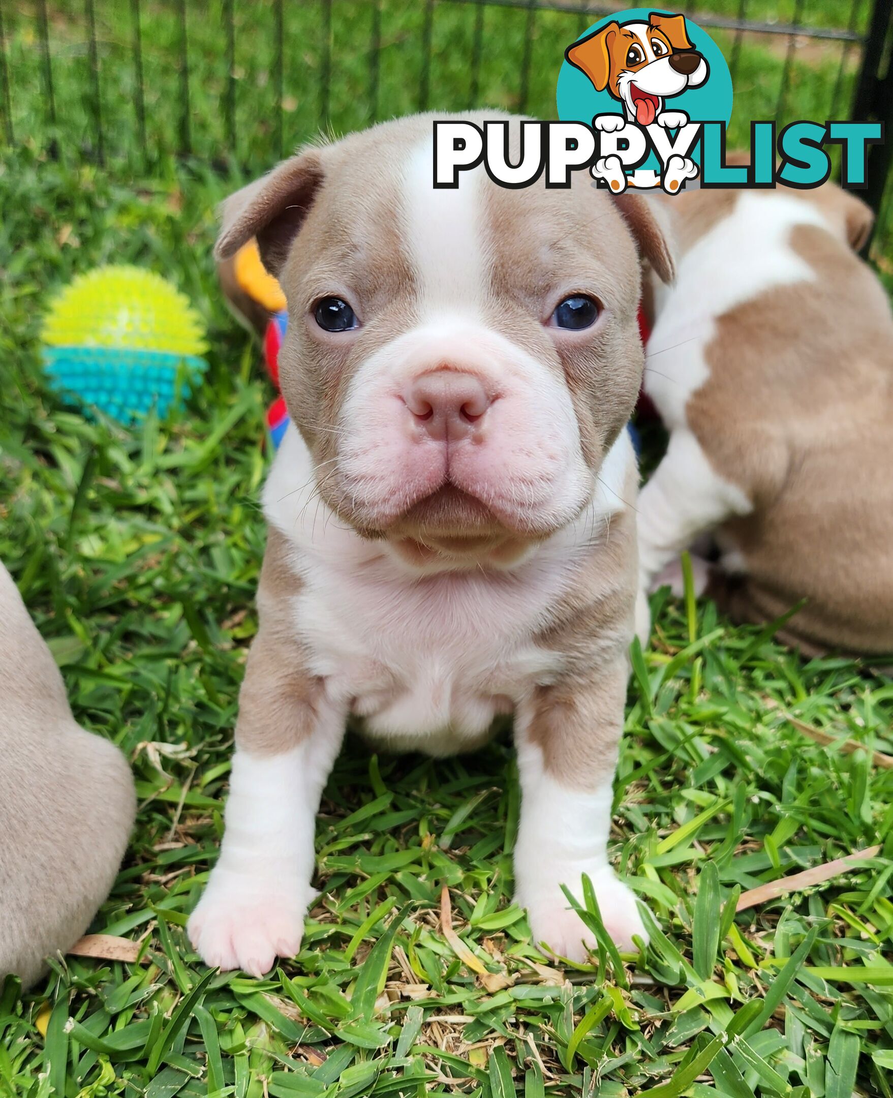 Boston terrier puppies