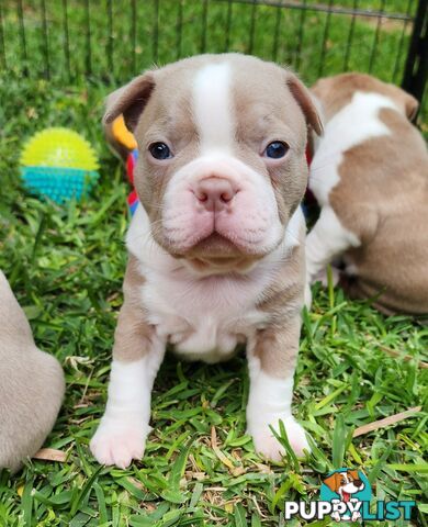 Boston terrier puppies