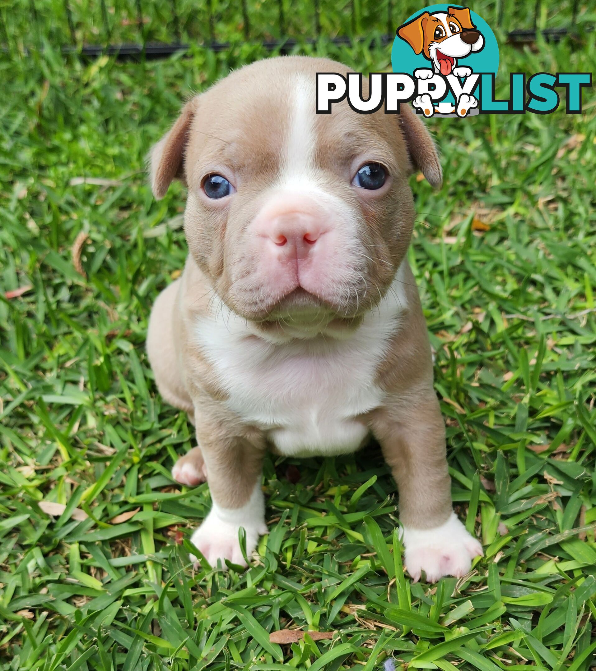 Boston terrier puppies