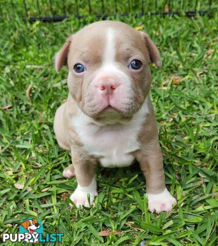 Boston terrier puppies