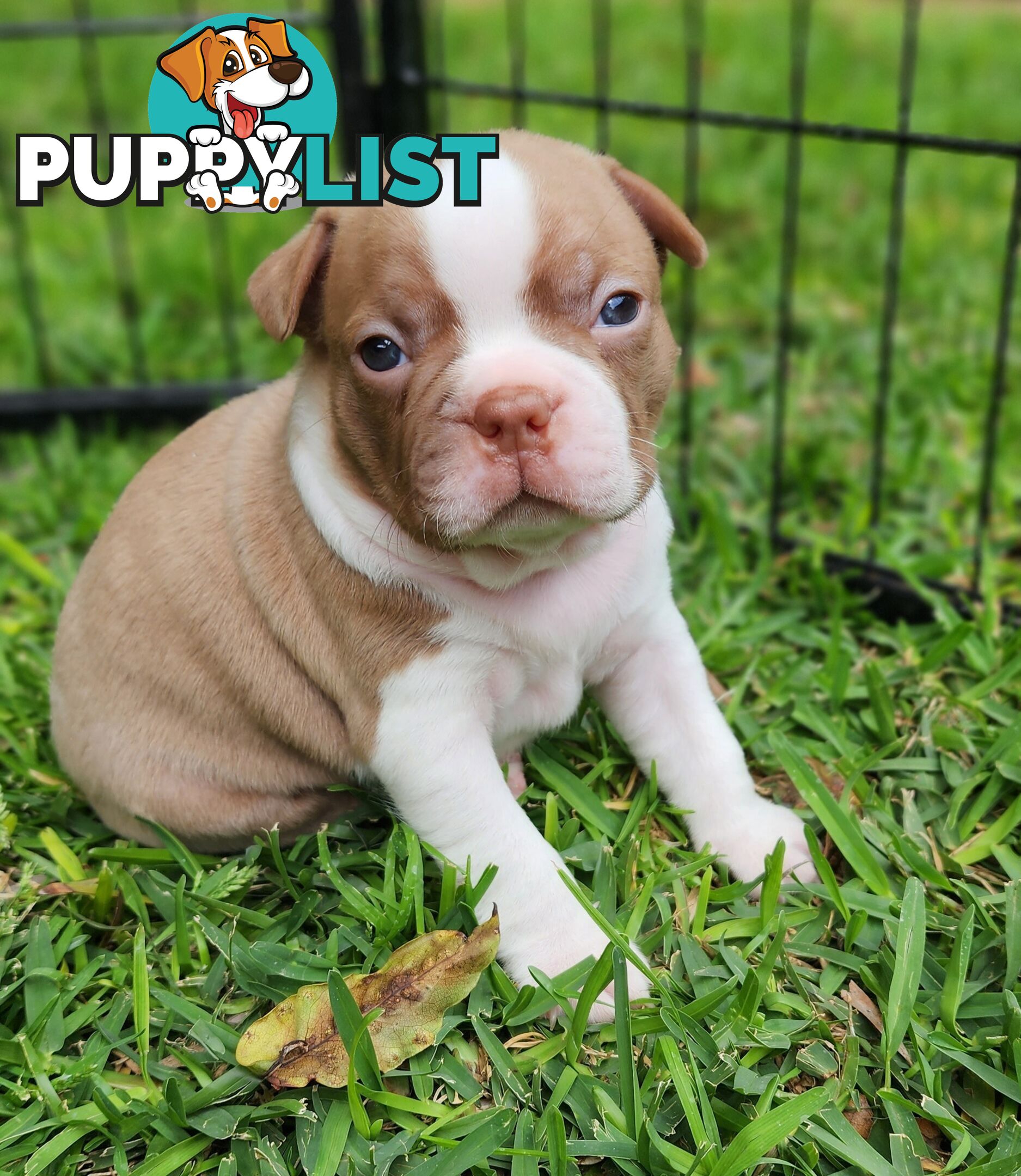 Boston terrier puppies