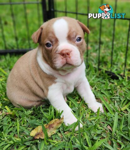 Boston terrier puppies