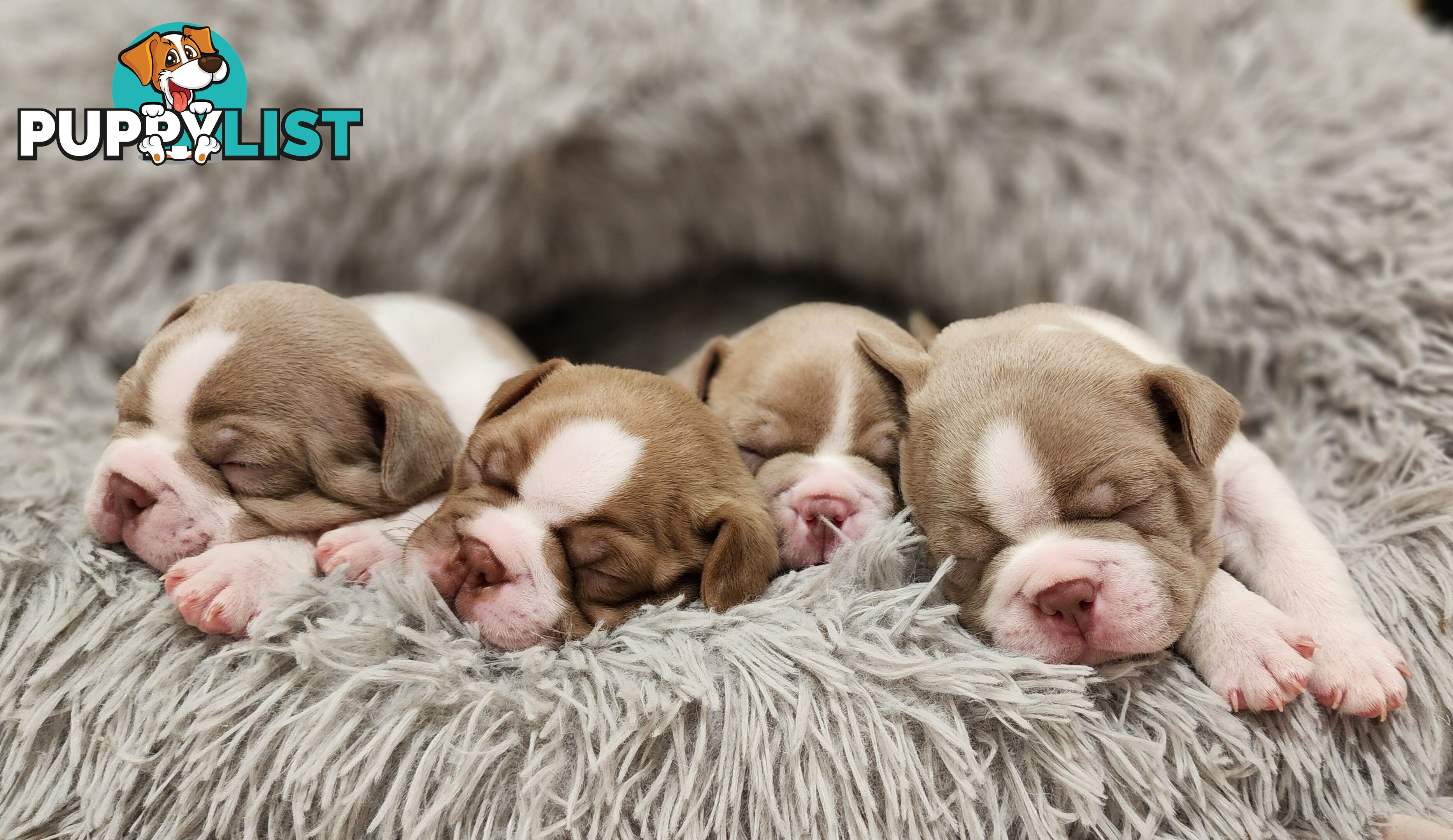 Boston terrier puppies