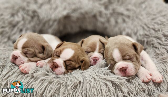 Boston terrier puppies