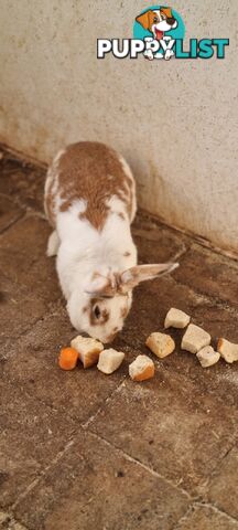 Flemish Giants rabbits