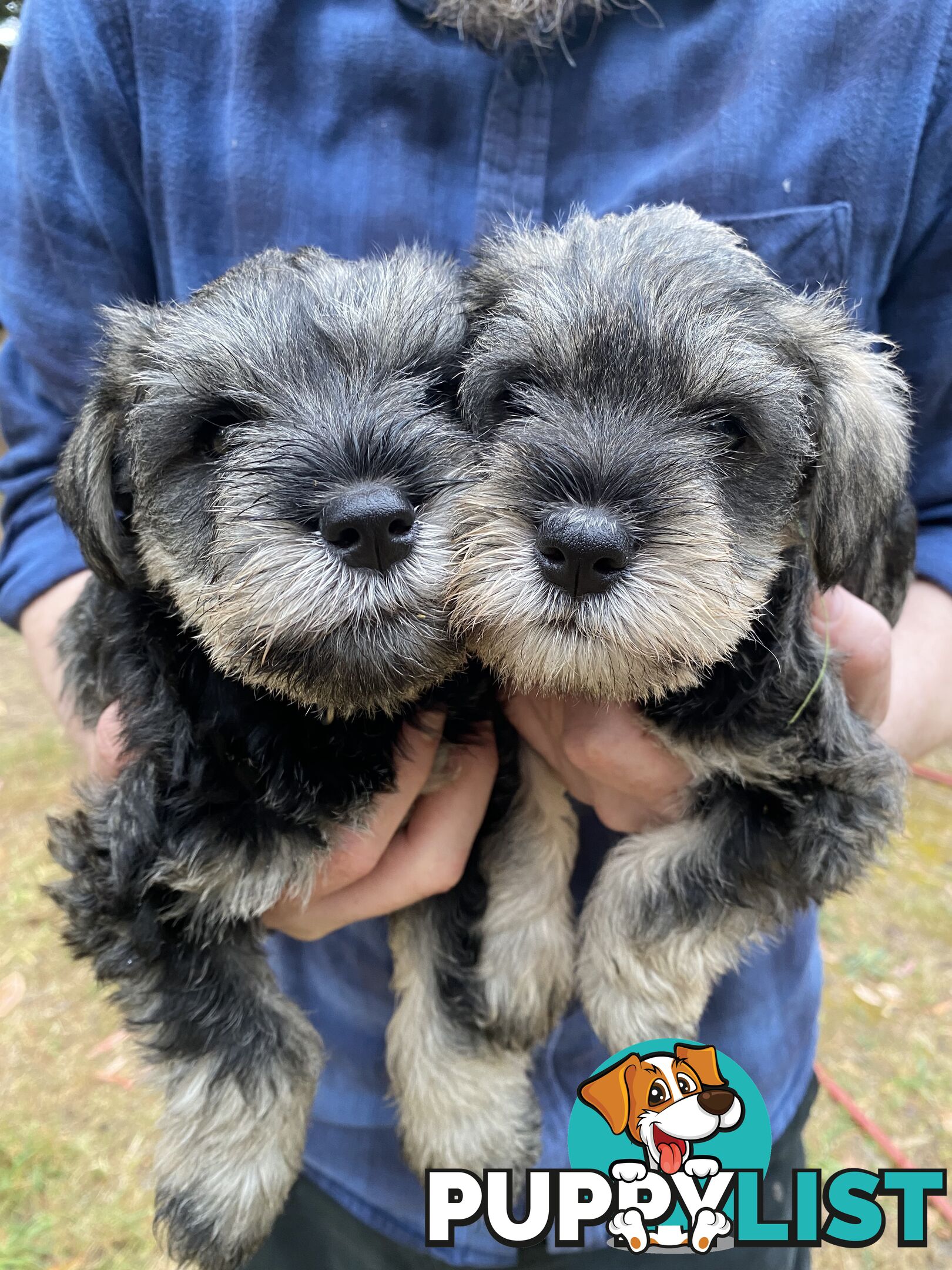 Miniature Schnauzer pure breed 2 girls available