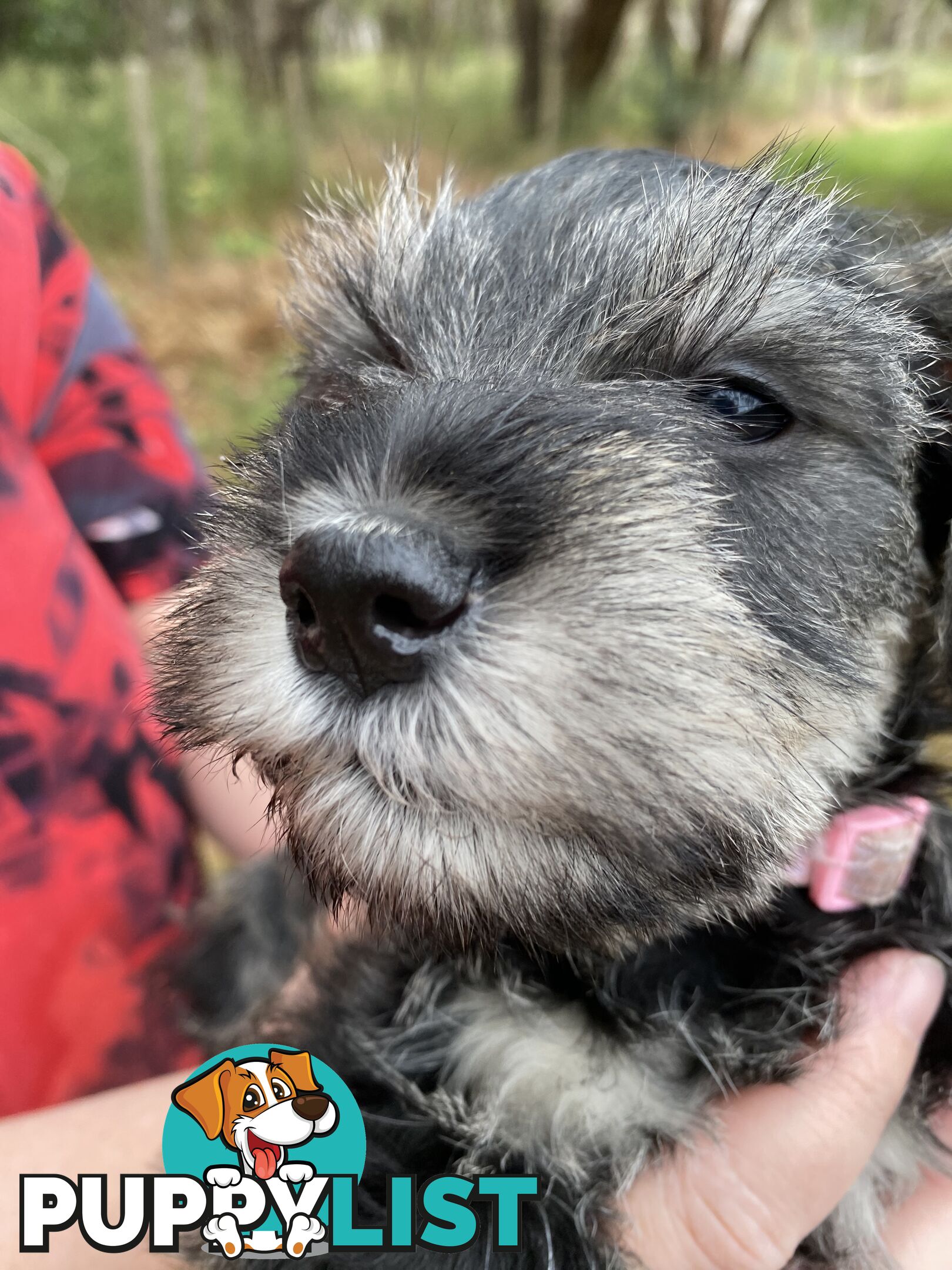 Miniature Schnauzer pure breed 2 girls available