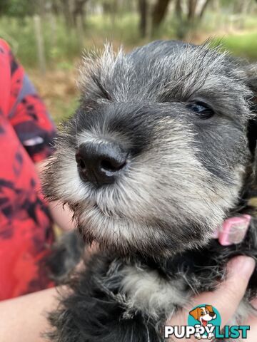 Miniature Schnauzer pure breed 2 girls available