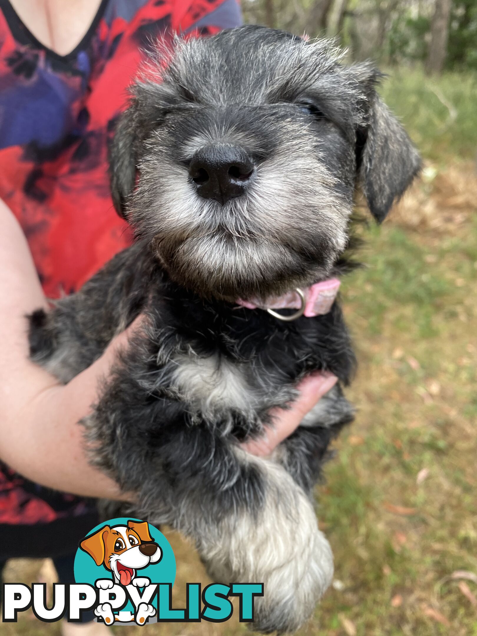 Miniature Schnauzer pure breed 2 girls available