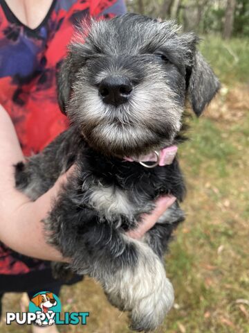 Miniature Schnauzer pure breed 2 girls available